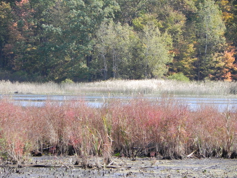 Henderson Lake Hamburg MI